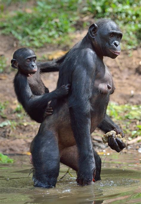 des femelles bonobos accompagnent la future maman lors de l accouchement radio canada ca