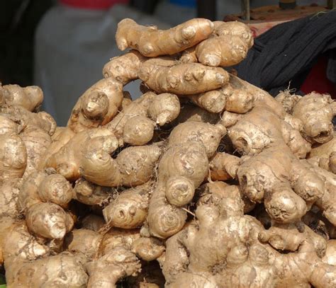 Fresh Ginger Roots Stock Photo Image Of Ginger Food 160974282
