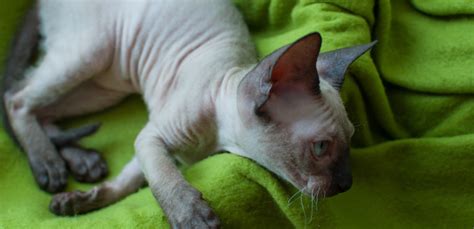 Sphynx Cat Cat Breed Information Characteristics And Facts