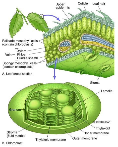 Leaf And Chloroplast Structure Carlson Stock Art