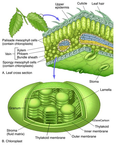 Plants perceive the world without eyes, ears or brains. Leaf & Chloroplast Structure | Carlson Stock Art