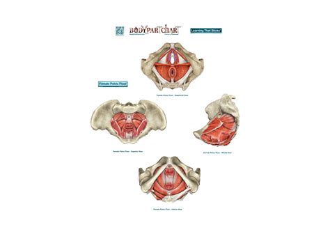 Female Pelvic Floor Large Body Part Chart Removable Wall Graphic Decal Shop Fathead