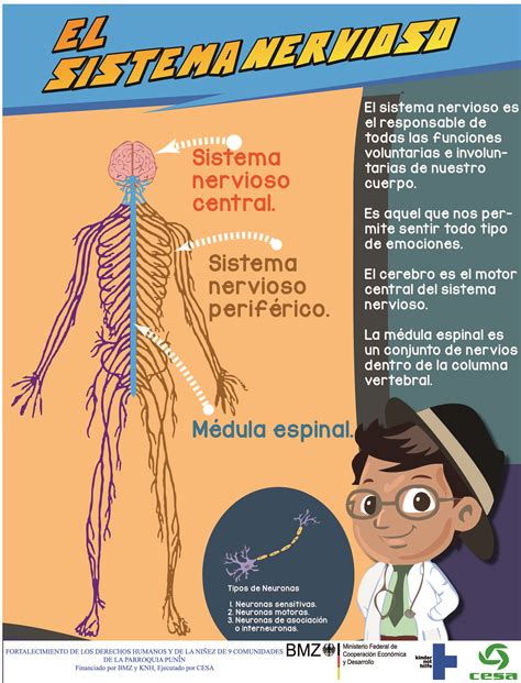 Sistema Nervioso Sistema Del Cuerpo Humano Sistemas Del Cuerpo