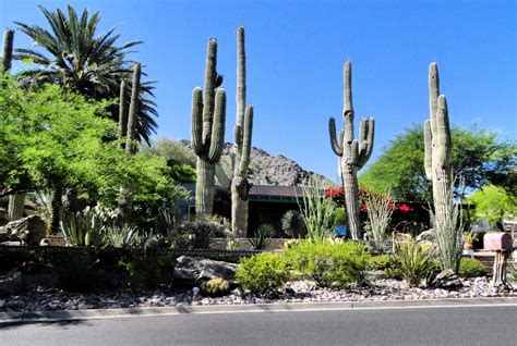 Phoenix Daily Photo Cactus Garden