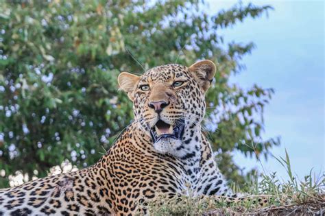 Africas Big Five Animals To Spot On Safari