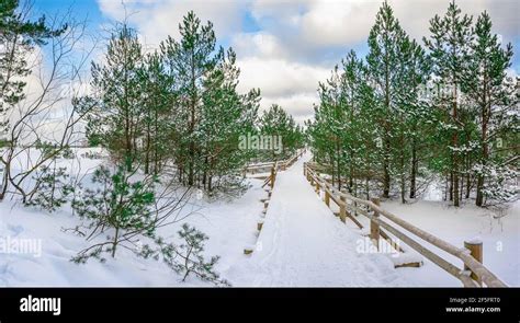 Footpath In Coniferous Forest Hi Res Stock Photography And Images Alamy