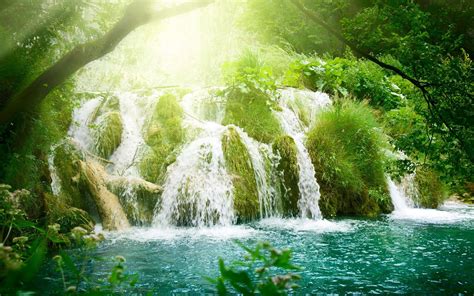Tree Exotic Waterfalls Waterfall Forest Wallpapers
