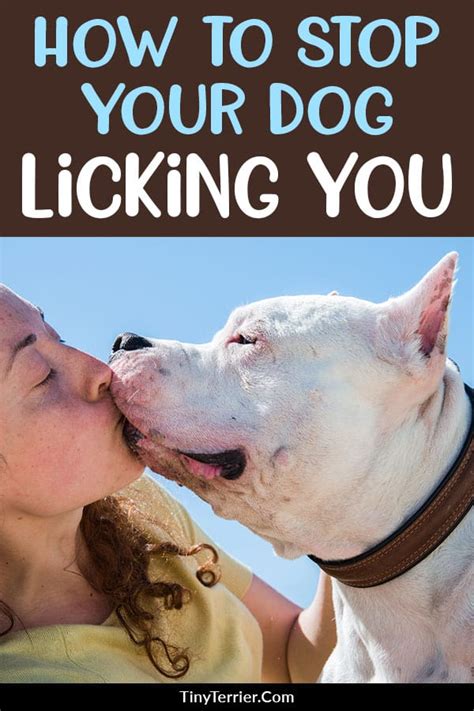 How Do I Get My Dog To Stop Licking Me Tiny Terrier Dog Training