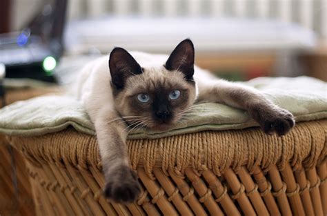 14 Fascinating Facts About Siamese Cats Page 2 Of 3