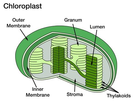 If leaves cannot be clearly defined according to function or according to a single evolutionary origin, what makes a leaf of course, we usually do not have to use the above characteristics to determine whether a structure is a leaf, as in most cases identifying leaves is pretty. Structure of Cell Part 3 ~ Pass. Science. Solutions.