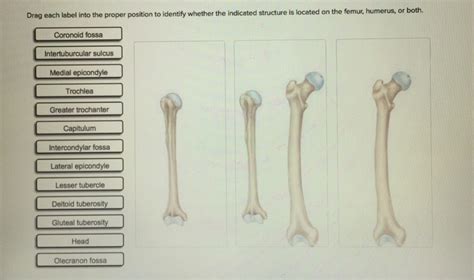 Topics for student review include structure and function of long bones, location and naming of specific bones in the skeleton, fracture types, and. Solved: Drag Each Label Into The Proper Position To Identi ...