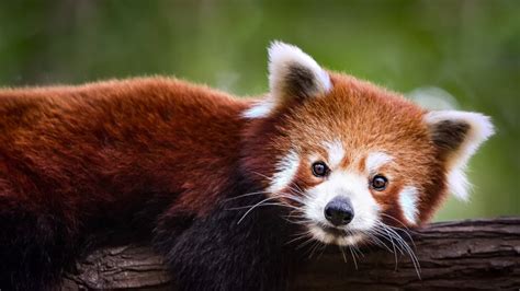 Red Pandas Have Plantigrade Feet This Means Their Entire Foot Toes