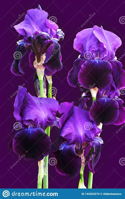 A Group Of Beautiful Deep Purple Irises On The Violet Background Stock