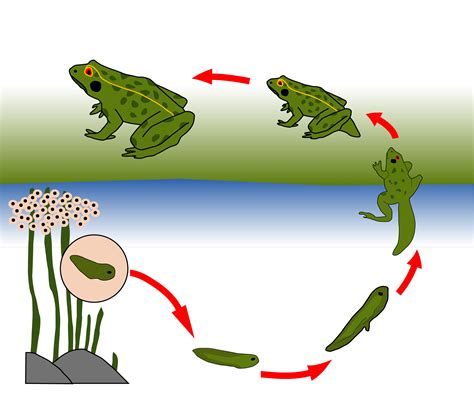 le cycle de la grenouille grenouille activités de grenouille activités montessori