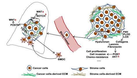 Function Of Cancer Cell Derived Extracellular Matrix In Tumor Progression