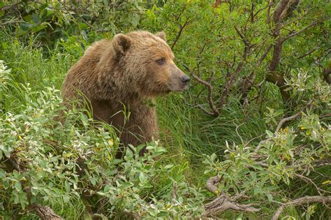 Alaskan Brown Bear Smithsonian Photo Contest Smithsonian Magazine