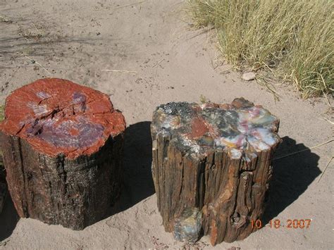 Petrified Forest National Park Trees Turned To Stone