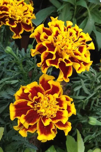5 Unique Flowers To Grow From Seed In Your Flowerbeds This Year