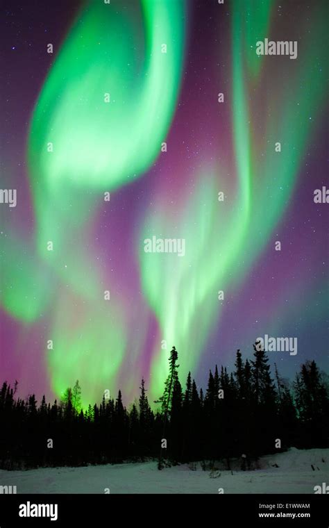 Aurora Borealis Northern Lights Boreal Forest Yellowknife Environs