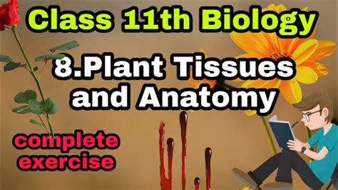 Class 11th Biology 8plant Tissue And Anatomy Youtube