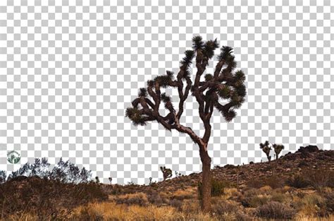 Joshua Tree Png 10 Free Cliparts Download Images On Clipground 2021