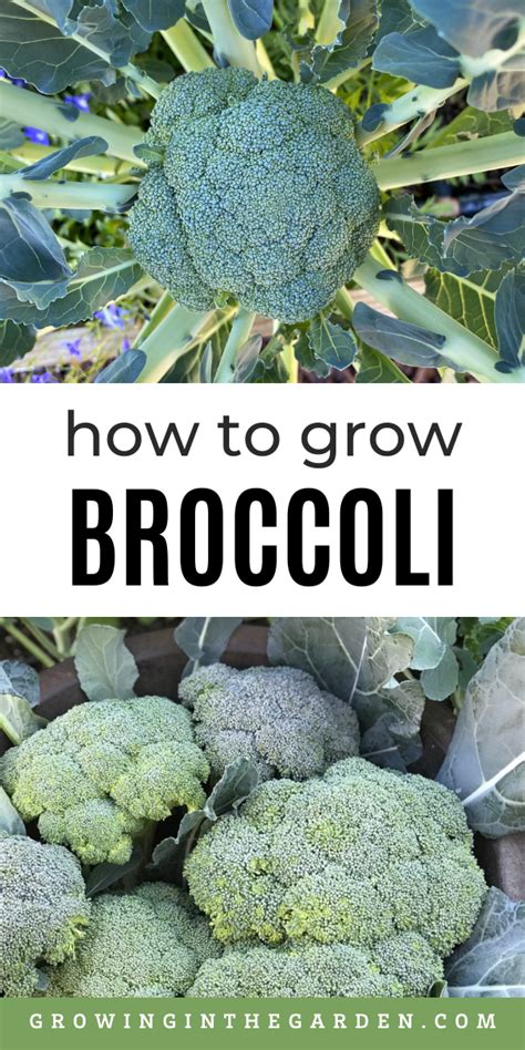 Five Tips For Growing Broccoli Artofit