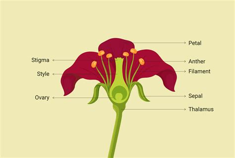 Solved Label The Parts Of The Typical Flower 1 Petal 2 Sepal Self