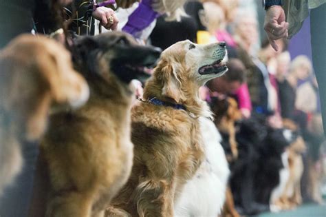 The Newest Breeds At The Westminster Dog Show Readers Digest