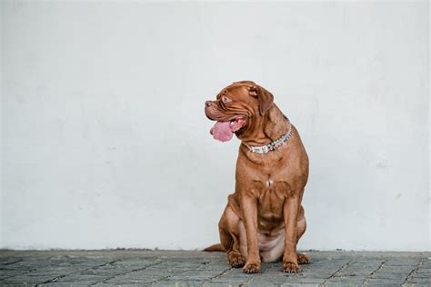 Tip Fotográfico - Ley de la Mirada - Fotografía de mascotas