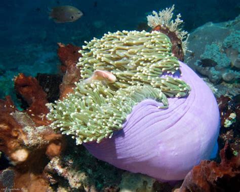 Delicate Sea Anemone Information And Picture Sea Animals