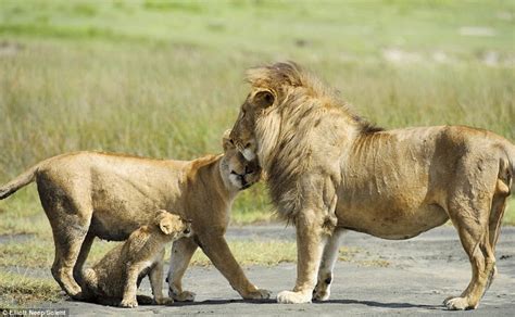Lioness Saves Cub From Aggressive Father Science