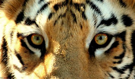 Tiger Eyes Hot Sex Picture