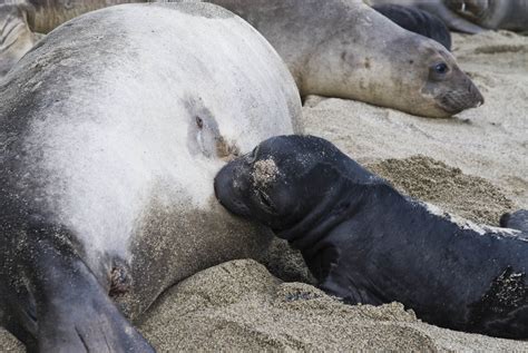 Getting Way Too Close To Mating Elephant Seals Pics Matador Network
