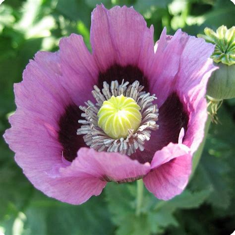 Poppy Seeds Ziar Blue Breadseed Heirloom Untreated Non Gmo From Canada