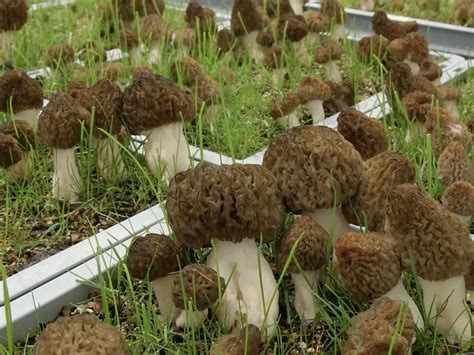 Top 10 How To Grow Morels Mushrooms