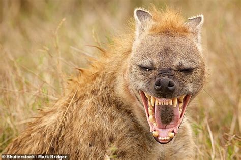 High Ranking Hyena Mothers Pass Their Social Networks To Their Cubs