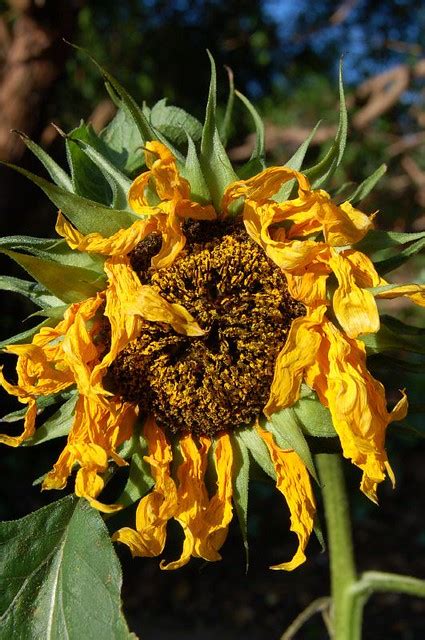 0061 Dying Sunflower Flickr Photo Sharing