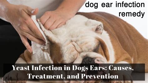 Dog Ear Infection Remedy Yeast Infection In Dogs Ears Causes