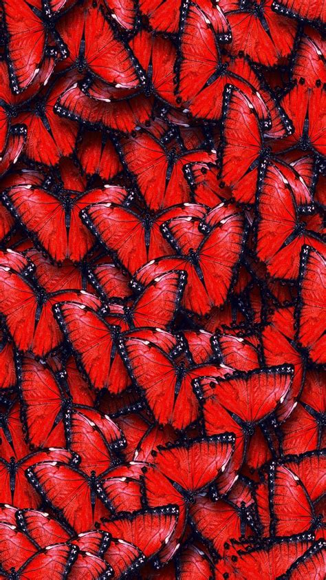 Cute Red Butterfly Wallpapers Top Free Cute Red Butterfly Backgrounds