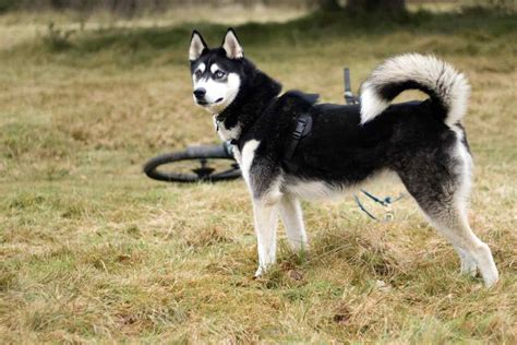 What Is A Husky Learn About Siberian Huskies Forever Husky