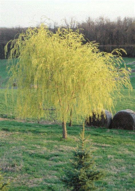 Niobe Golden Weeping Willow Tree Seedling Fast Growing Trees Etsy