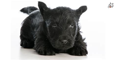 Pin By Kimberly Watts On Les Animaux Scottish Terrier Puppy Scottish