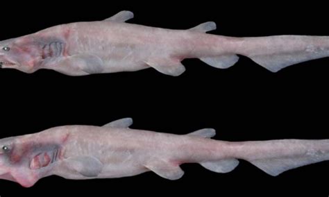 Unraveling The Jaw Dropping Goblin Shark