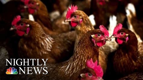 Are Backyard Chicken Coops Causing Salmonella Outbreaks Nbc Nightly News Youtube
