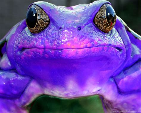 Purple Frog Sick Frog Free Desktop Wallpapers Desktop Background