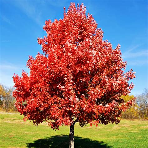 Brandywine Red Maple Trees For Sale Online The Tree Center