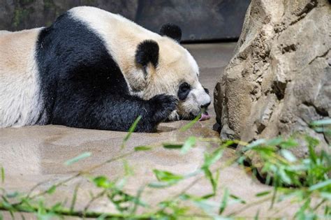 National Zoos Popular Pandas Heading To China Good Morning America
