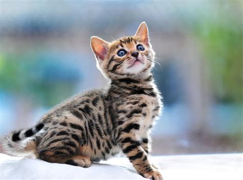Bengal Cat With Beautiful Smile Styli Wallpapers