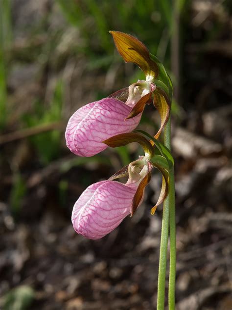 Cypripedium Acaule Pink Lady S Slipper Orchid Heading Ba Flickr