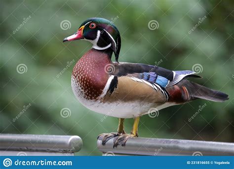 Colorful Male Wood Duck At The Taipei Zoo Stock Image Image Of